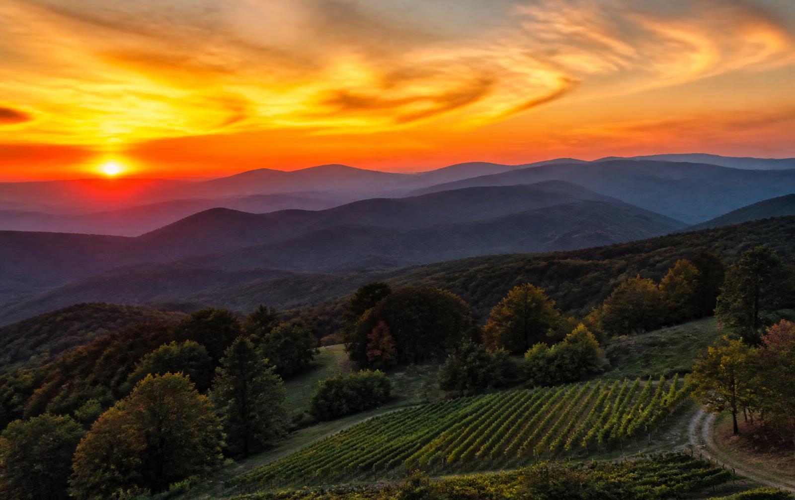 Long-range North Georgia mountain ridges at sunset above vineyard rows