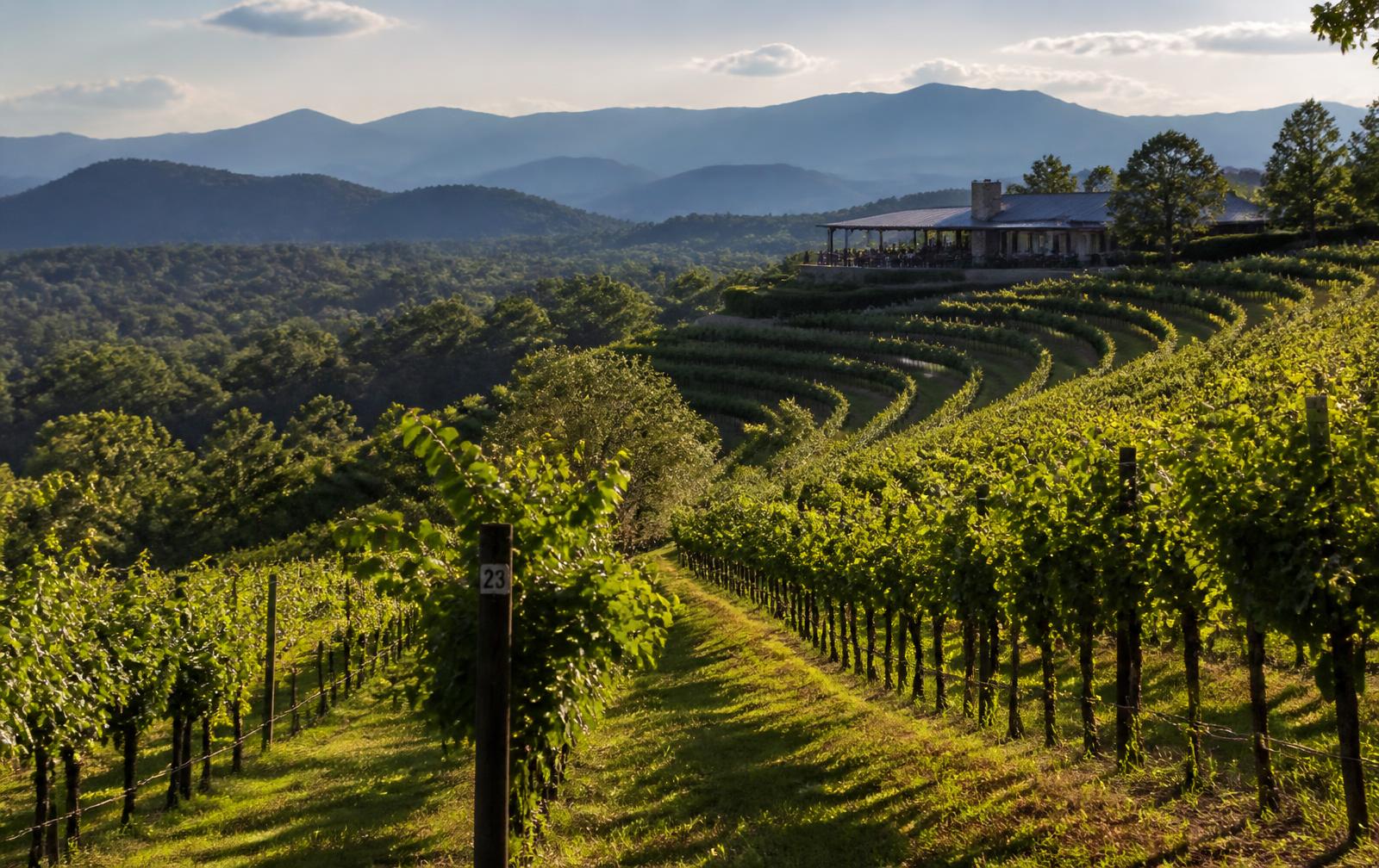 North Georgia vineyard rows on a hillside with blue mountain ridges beyond